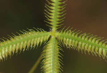 close up of poa fruit, Dactyloctenium aegyptium