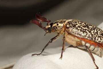 Polyphylla fullo wit strange antenna 