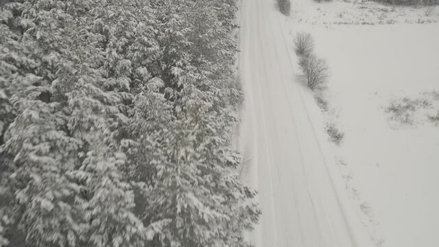 flying on a quadrocopter and in a snowfall over a pine forest