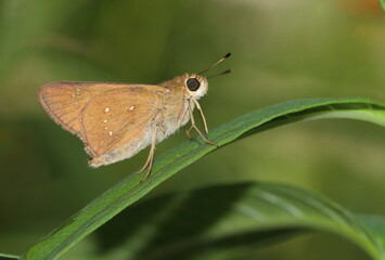 butterfly on leaf