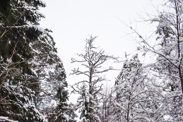 trees in winter