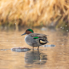Green winged teal drake standing in river