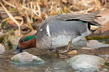 Green winged teal drake