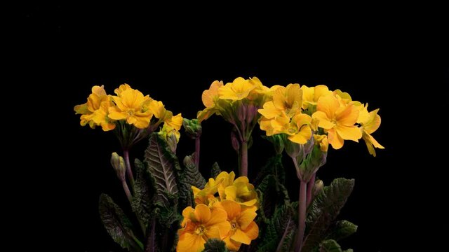 Yellow primrose flowers on a black background, time lapse, 4k