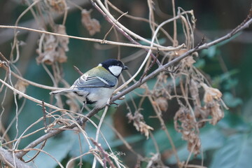 japanese tit on the branch