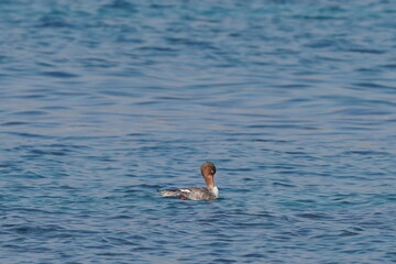 red breasted merganser in the sea