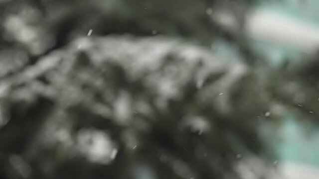 Flaky snow is falling in slow motion. Snowflakes on pine tree branch defocused