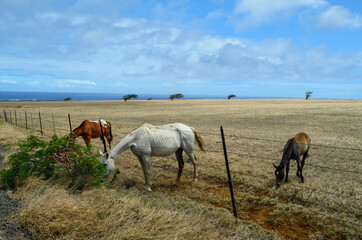 Horse in dry grassy field on the southern most part of Mauna Loa, the Big Island of Hawaii. 
