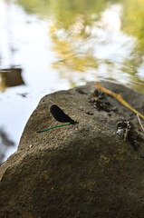 A damselfly perched on a rock at the edge of a stream.