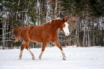 Fototapeta na wymiar Galloping chestnut horse mare stallion in snow. Stunning active horse with long mane full of power in winter.