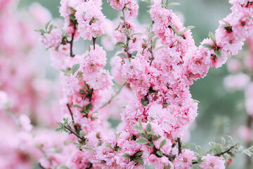 Pretty pink flowers spring background. Aesthetic garden wallpaper with beauty pink cherry flowers close up