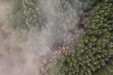 Fog and mist over Douglas Fir and Alder trees in Oregon forest
