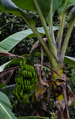 Banana fruits on a banana plant in the jungle of Costa Rica