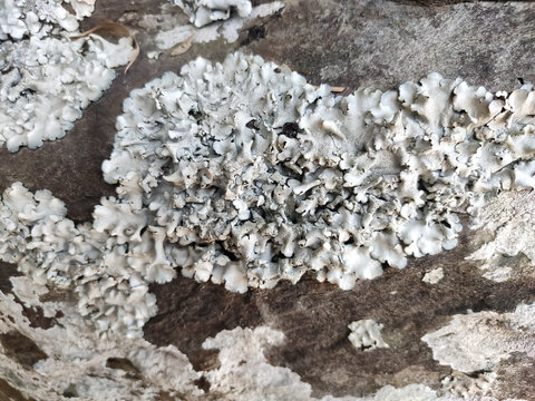 Closeup shot of a beautiful Parmelia Sulcata mushroom on the wooden surface