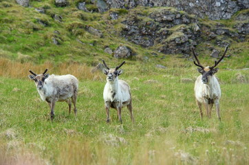 Naklejka na ściany i meble Wild reindeer herds near East Fjords, Iceland in the summer