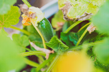 zucchini plant with baby vegetables outdoor in sunny vegetable garden