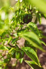bell pepper plant outdoor in sunny vegetable garden