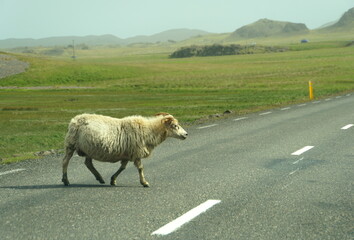 A wild goat crossing the road near East Fjords, Iceland during the summer