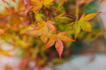 close-up of Japanese maple plant outdoor