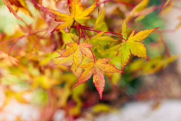 close-up of Japanese maple plant outdoor