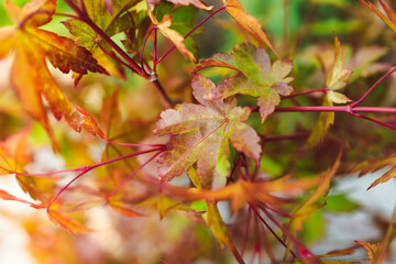 close-up of Japanese maple plant outdoor