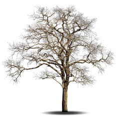 Dead tree isolated on white background.