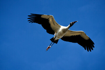 wood stork in flight