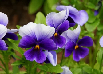 Fotobehang Viooltje Beautiful purple and white pansies at full bloom  © Khairil