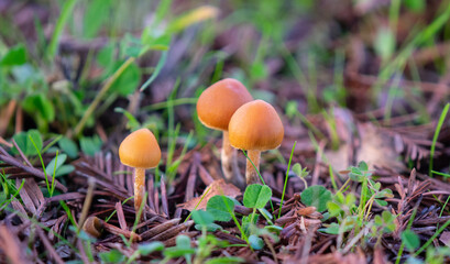 Three tiny brown wild mushrooms