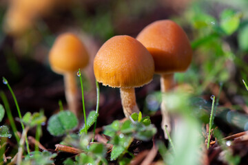 Three tiny brown wild mushrooms