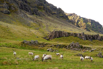 Fototapeta na wymiar The far view of wild reindeer herds by the mountains near East Fjords, Iceland in the summer