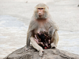 Female baboon sitting and hug its baby baboon, front view.