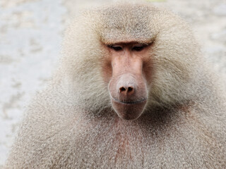 Close up portrait of male Baboon, head shot, front view.