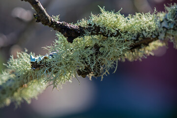Gray-green leafy foliose and shrubby fruticose lichen growing on an apple tree branch