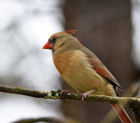 robin on a branch