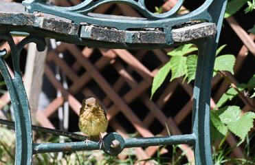 Baby Robin sitting under rustic green wood and metal garden bench