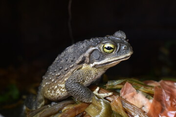 frog on the ground