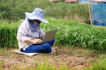 Naklejka na ściany i meble Thai farmer is using a laptop computer in a fresh morning glory vegetable farm, organic healthy food and technology concept, select focus shallow depth of field