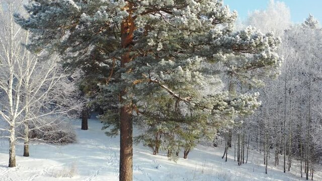 Aerial video from lifting up drone of pine and birch forest under snow in winter season.