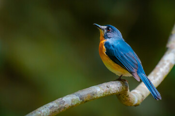 Mangrove-blue Flycatcher