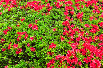 国分城山公園　満開の赤いツツジの花	