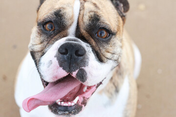 Close Up Of Bulldog Having Fun On The Beach