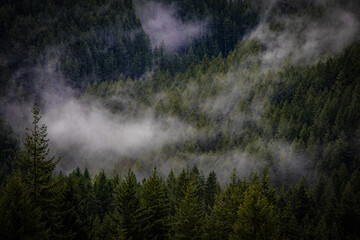 Fototapeta na wymiar Foggy Forest Mist (Washington, USA)