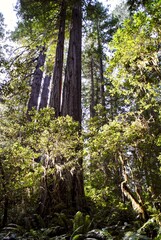 Lady Bird Johnson Grove in Redwood National Park. Redwood trees - the tallest trees on earth - and understory plants. Named after the former First Lady, ecologically-minded Lady Bird Johnson.