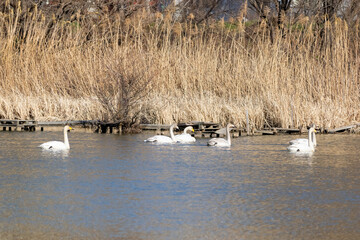 冬の麻機遊水地の対岸の釣り人用デッキ近くにいる白鳥　静岡市