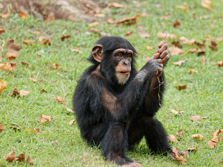 Baby chimpanzee sitting on green grass field and playing by itself.