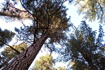 Lassen Volcanic National Park. Dappled light through a old growth grove of evergreen pine trees. Red Fir, aka Abies magnifica, trees dominate the California Conifer Forest. 