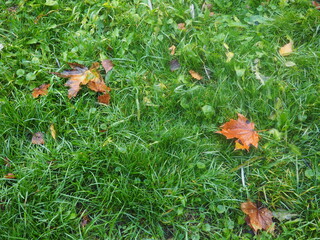 mushroom, autumn, nature, grass, forest, green, fungus, season, moss, fall, red, leaf, brown, fungi, leaves, food, orange, yellow, boletus, amanita, toadstool, plant, cap, mushrooms, macro