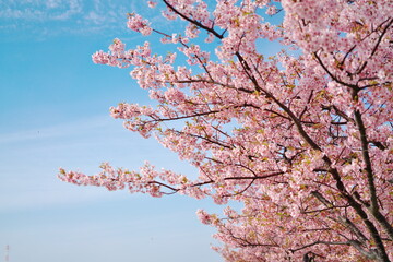 春の青空と河川敷の桜