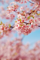 春を感じる河津さくら